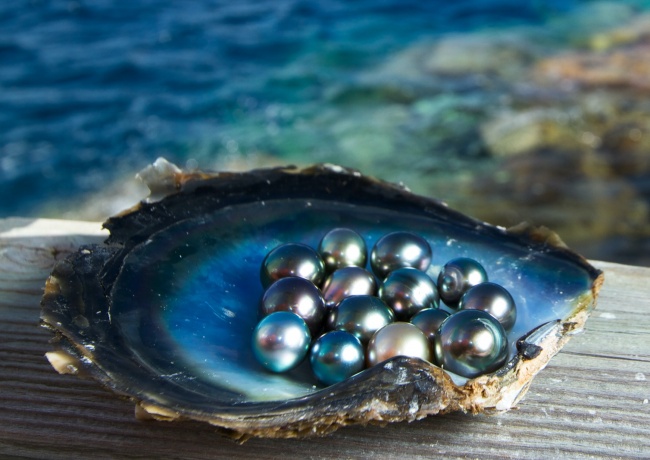 Jak vypadá perlová farma, jak vzniká perla a jak se perly pěstují? Je to tajné místo